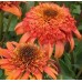 Эхинацея Echinacea Secret Lust